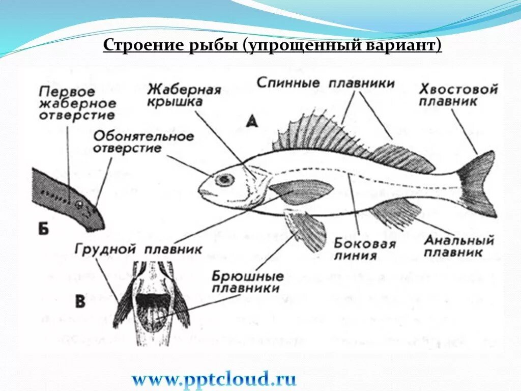 Внешнее строение костистой рыбы. Отделы тела рыбы 7 класс биология. Внешнее строение рыб плавники. Внешнее строение рыбы 7 класс биология.