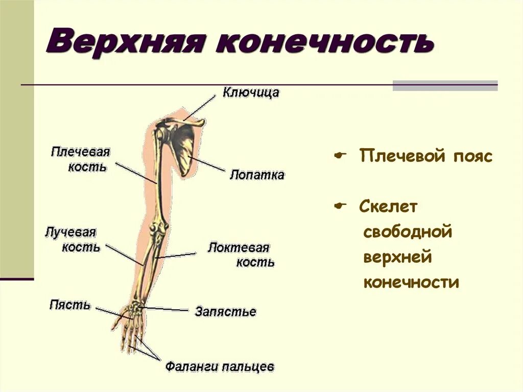 Сколько конечностей верхних конечностей. Скелет пояса верхних конечностей состоит. Состав скелета пояса верхних конечностей. В состав скелета пояса верхних конечностей человека входит кость:. Строение скелета верхней конечности.