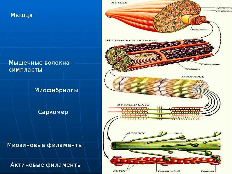 Мышечное волокно это. Симпласт миофибриллы. Миозиновые волокна. Филаменты мышц. Промежуточные филаменты мышечных тканей.