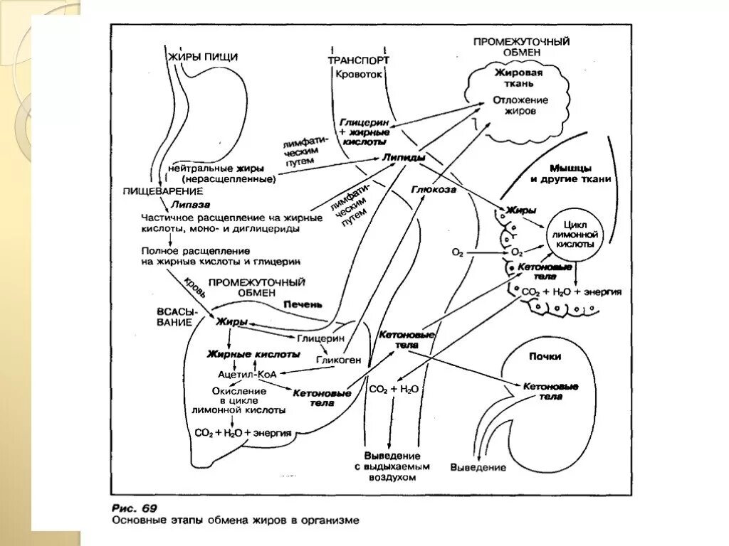 Схема жирового обмена в организме человека. Основные этапы обмена жиров в организме. Обмен жиров этапы схема. Этапы жирового обмена схема.