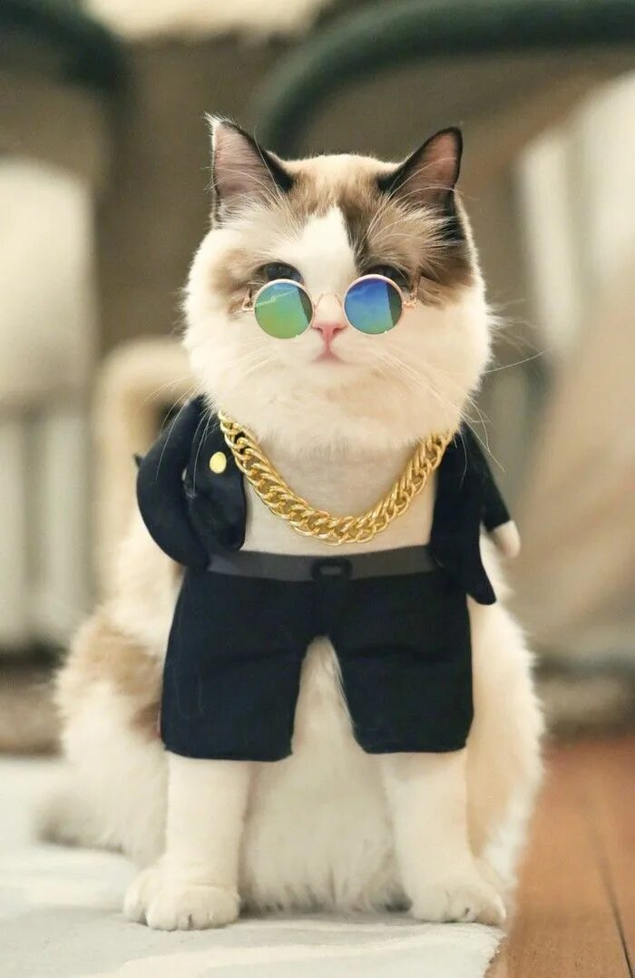 Крутые котики девочки