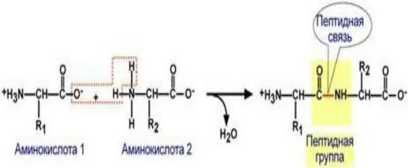 Связаны пептидными связями. Аминокислоты образование пептидной связи. Пептидная связь между аминокислотами. Реакция образование пептидной связи между 2 аминокислотами. Образование пептидной связи между 3 аминокислотами.
