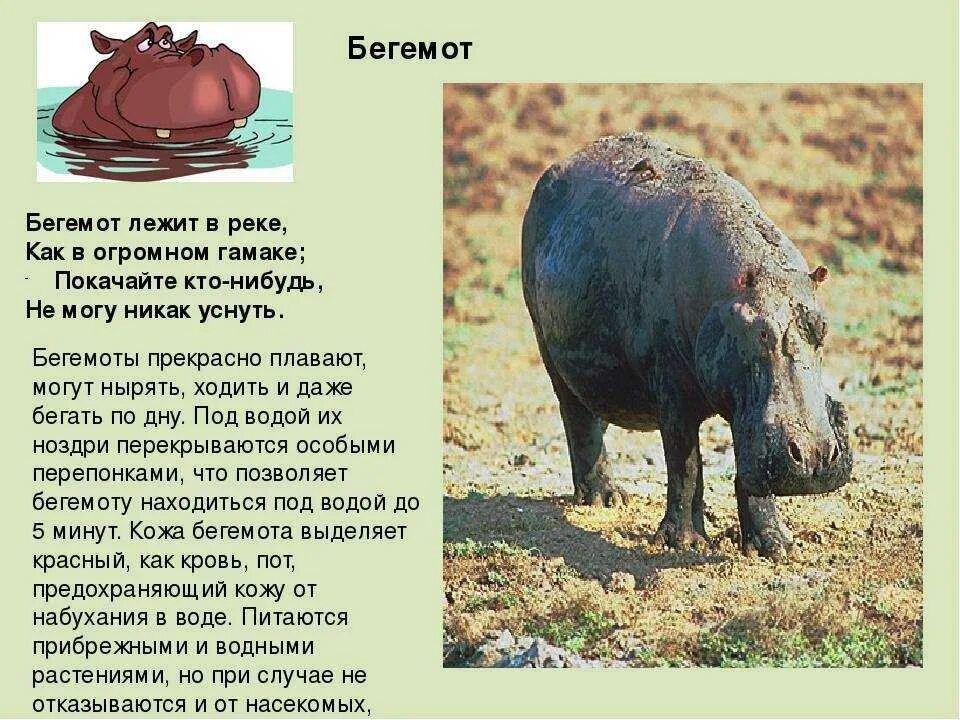 Где находится бегемот. Бегемот доклад 1 класс. доклад про бегемота. рассказ про бегемота. где живут бегемоты.