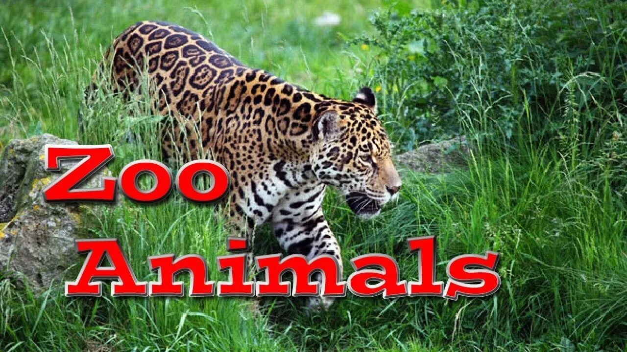 Zoo animals videos