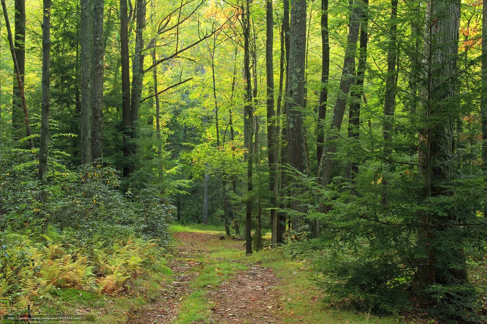 Лес в трёхтысячном году. Large forest. Тайга евразии. Шервудский лес в англии. Russia forest management.