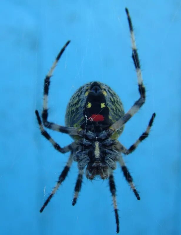 Определить вид паука. Ядовитых пауков. Амурский паук. Пауки Амурской области. Большие пауки в Амурской области.