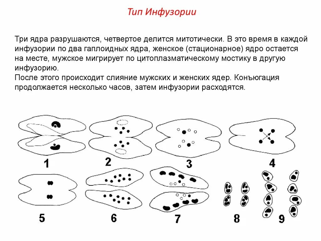 Конъюгация инфузорий редукционное деление ядер. Размножение инфузории туфельки. Конъюгация инфузорий схема. Этапы конъюгации инфузорий.