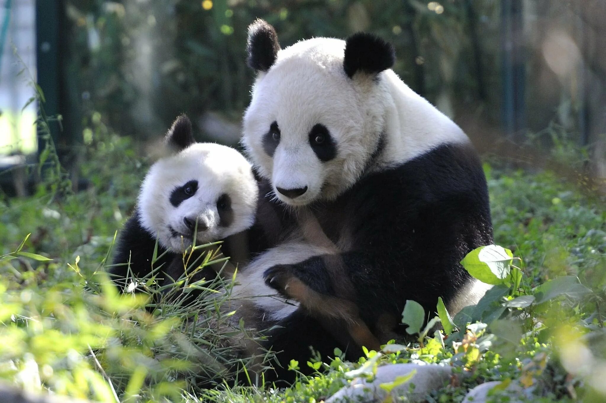 Панда бамбуковый медведь. Большая Панда или бамбуковый медведь. Циньлинская Панда. Большая Панда медвежата. Большая панда медведь