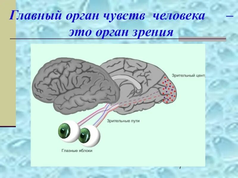 Органы чувств человека. Система органов органы чувств. Основные органы чувств у человека. Сколько основных органов чувств у человека.