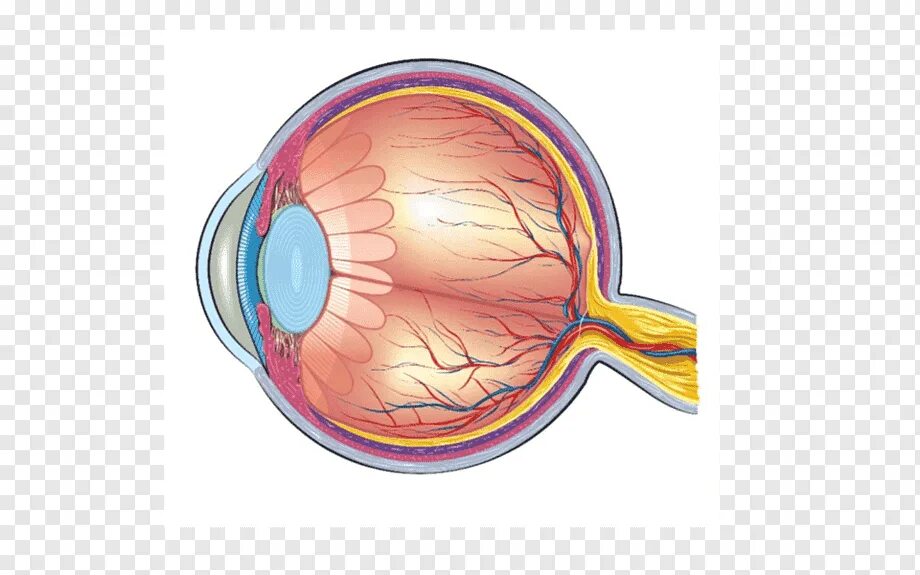 Строение желтого пятна глаза. Сетчатка анатомия офтальмология. Анатомия глаза человека сетчатка. Слепое пятно сетчатки. Слепое пятно на сетчатке глаза.
