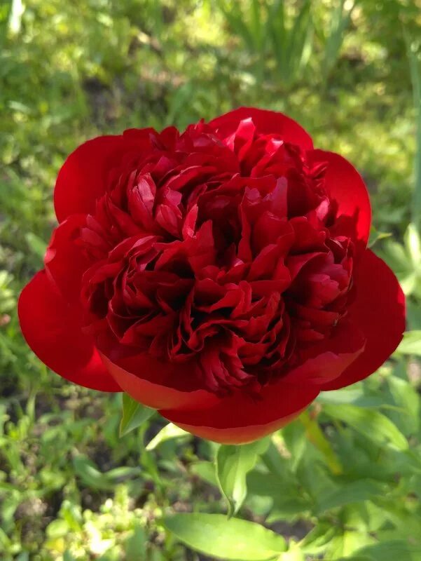 Home - Hooks & Lattice Blog Planting peonies, Peonies garden, Day lilies