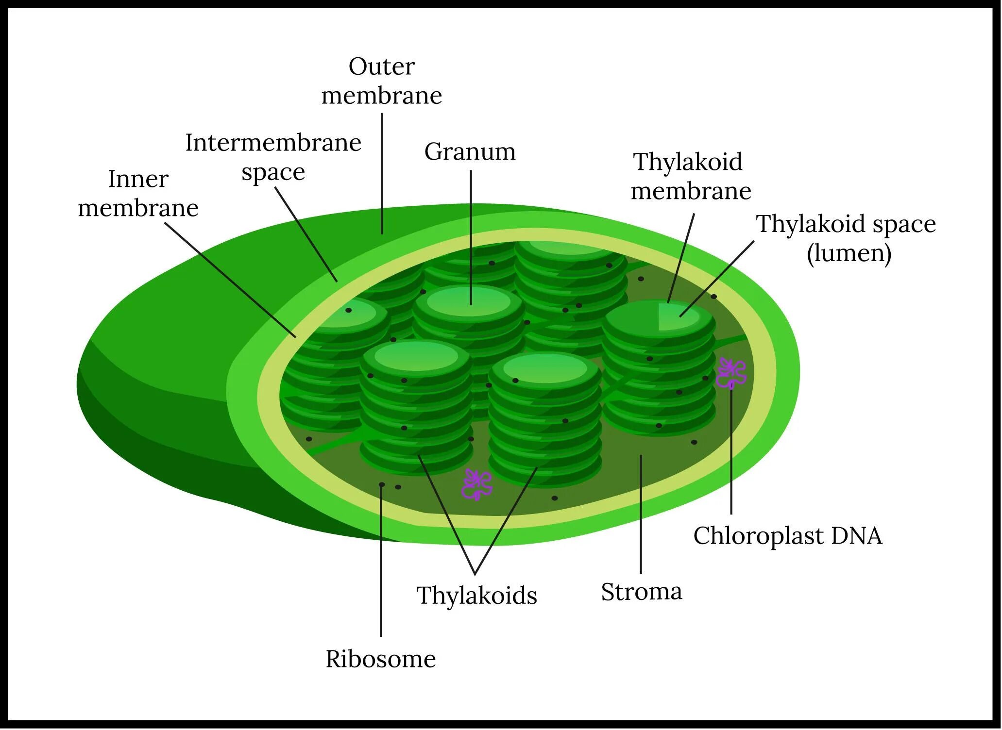 Хлоропласт имеет днк. Chloroplast structure. Хлоропласт рисунок. Структура хлоропласта. Chloroplast DNA.