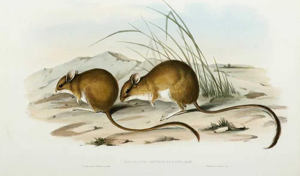 Mice long tails. Mice long tails. Mice long tails. Хвост мыши на белом фоне. Мышь sylvaemus sylvaticus.