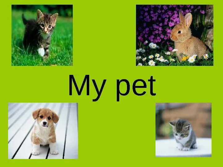 Тема my Pet. Проект my Pet. Слайд питомцы. Проекты на тему my Pet.