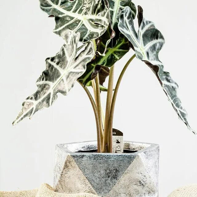 Магазин цветов кактус и фикус. Кактус и фикус магазин в орле. Фикус лирата бранч. Кактус и фикус магазин в орле. Доклад на тему 5 класс фикус бенжамин.