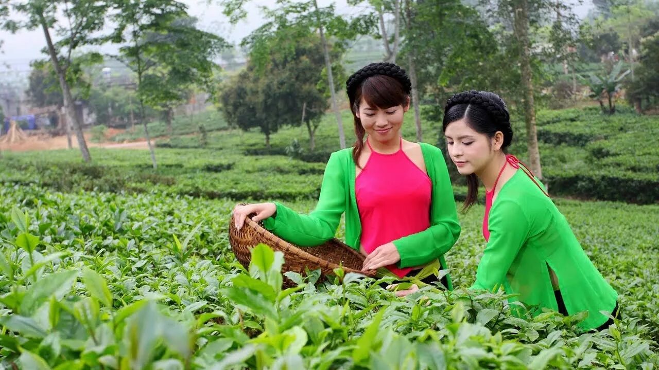 Che hai. Che Thai Nguyen. Чай Синьцзян тайский Нгуен. Вьетнамка Нгуен Чан Кханьхоа. Вьетнам поселок Тхай Нгуен.