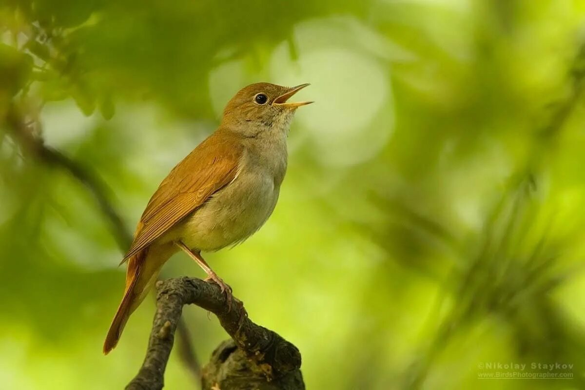 Птицы поют. Соловей красношейка пение. Варакушка певчая. Птицы зарянка зяблик дрозд. Соловей подмосковный.