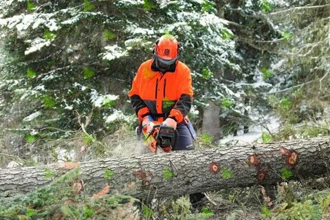 Tree job