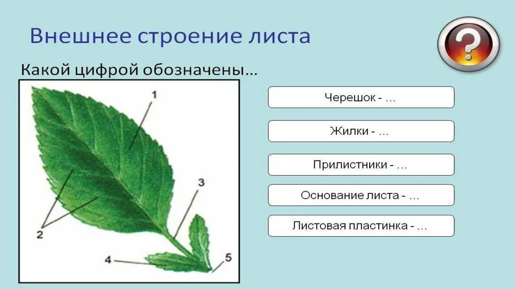 Компонент лист. Внешнее строение листа функции листа. строение листьев биология. строение листа дуба по биологии 6 класс. внешнее строение листа 6 класс биология схема.