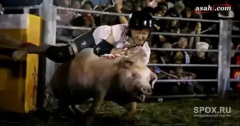 Спорт со свиньями