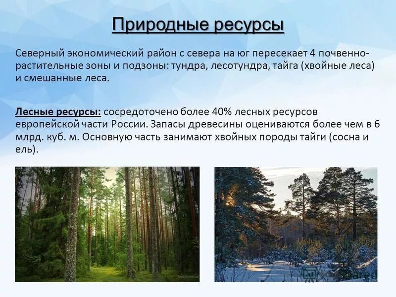 Природные условия в зоне лесов. Природные ресурсы тайги. Тайга (хвойные леса). Природный ресурс тайги. Природные ресурсы зоны тайги.