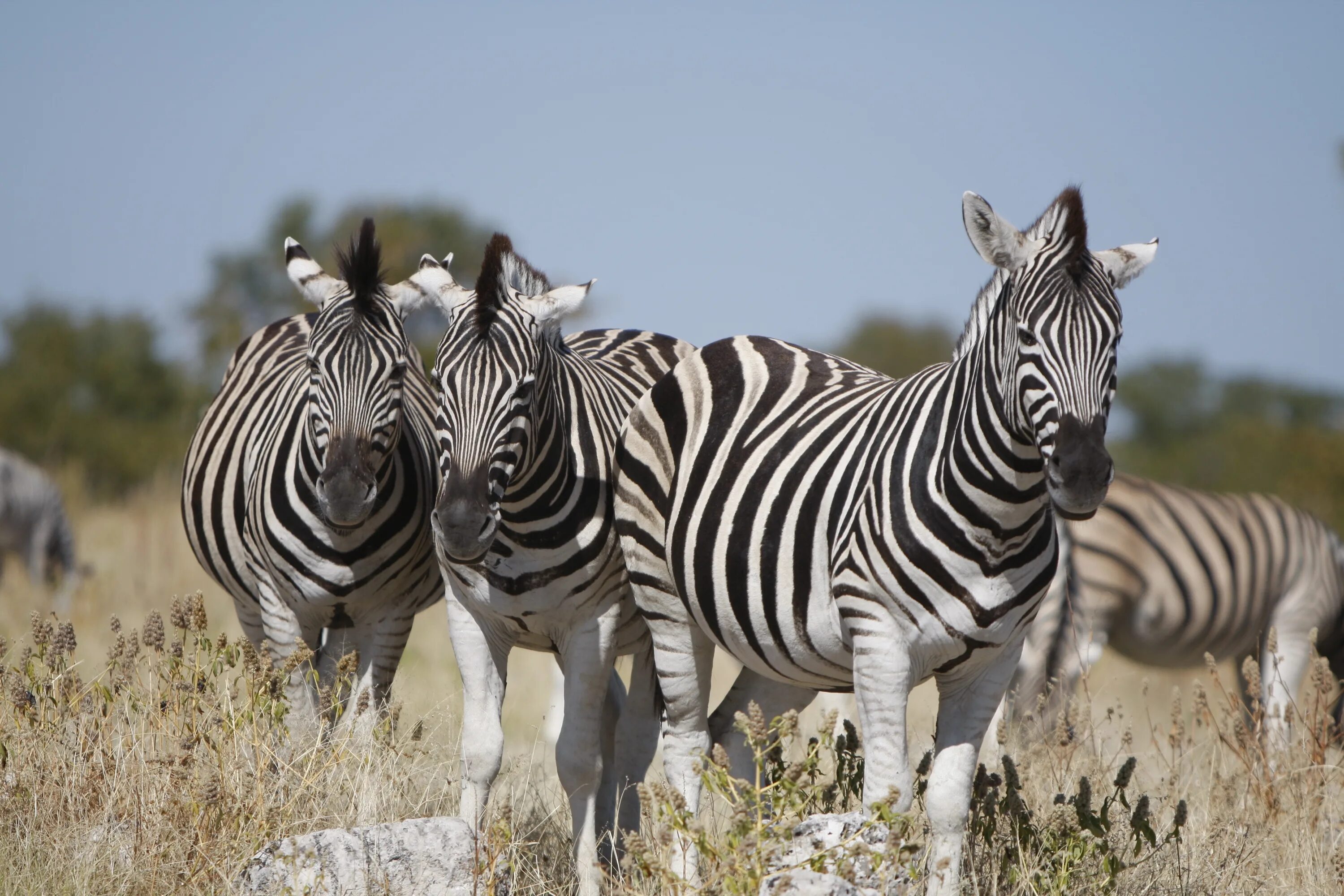 Вроде зебры. Зебра суцесфул. Зебры в Намибии. Африканская Зебра. Животные Африки Зебра.