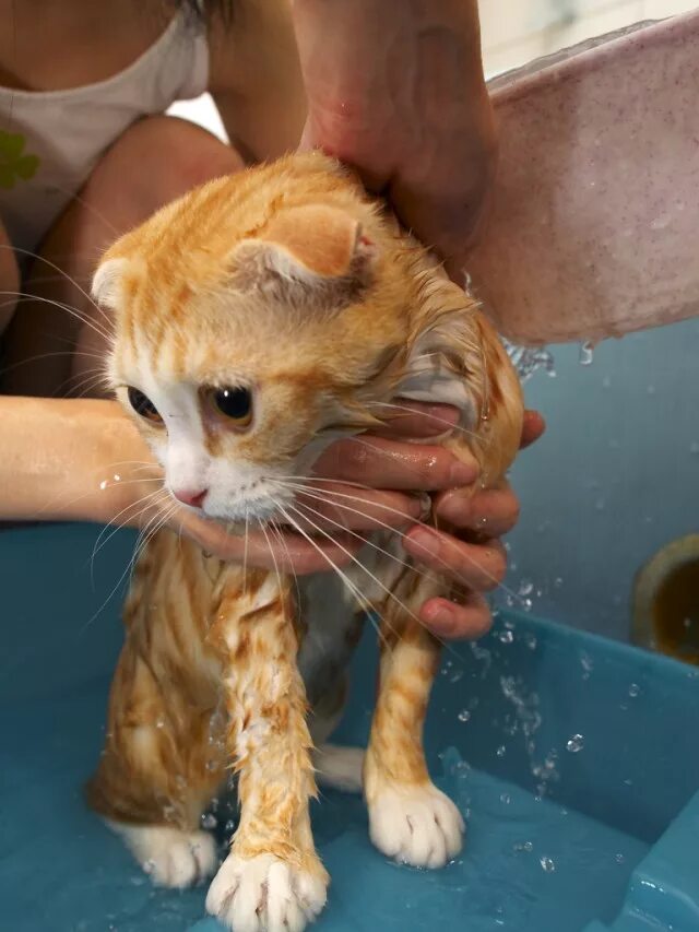 Как мыть кошечек. Купание кошки. мытье кошки. котенок купается. помытый котенок.