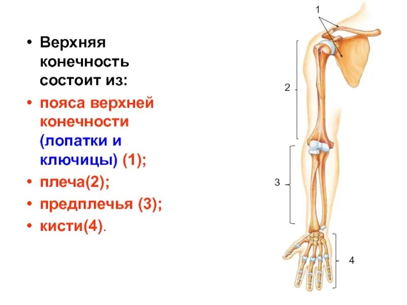 Сколько конечностей верхних конечностей. Пояс верхних конечностей состоит. Скелет свободной верхней конечности анатомия. Строение плечевого пояса и верхней конечности человека. Из каких костей состоит пояс верхних конечностей.