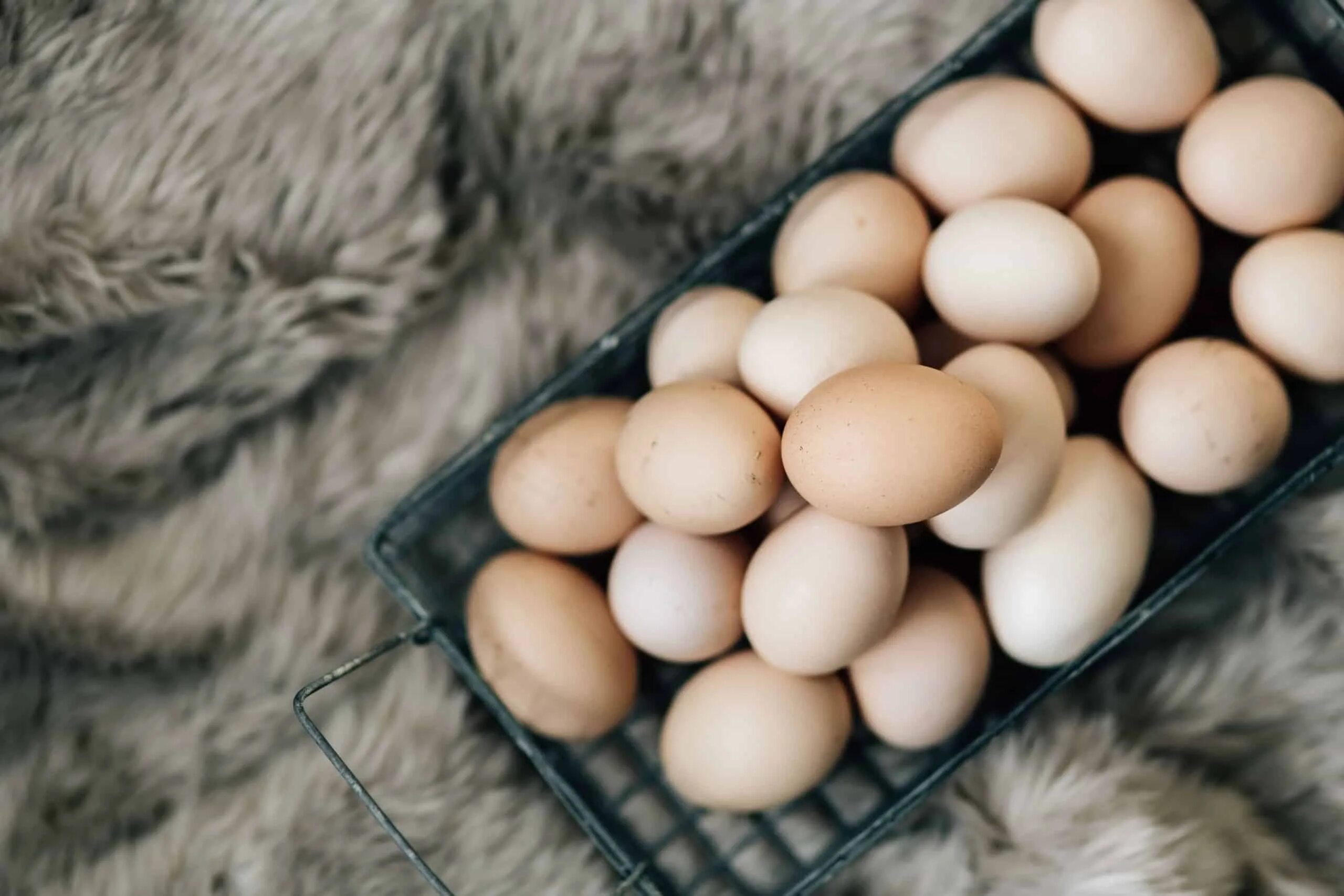 Сонник много куриных. Яйцо куриное. Реклама яиц. Домашние яйца. Реклама яиц куриных.