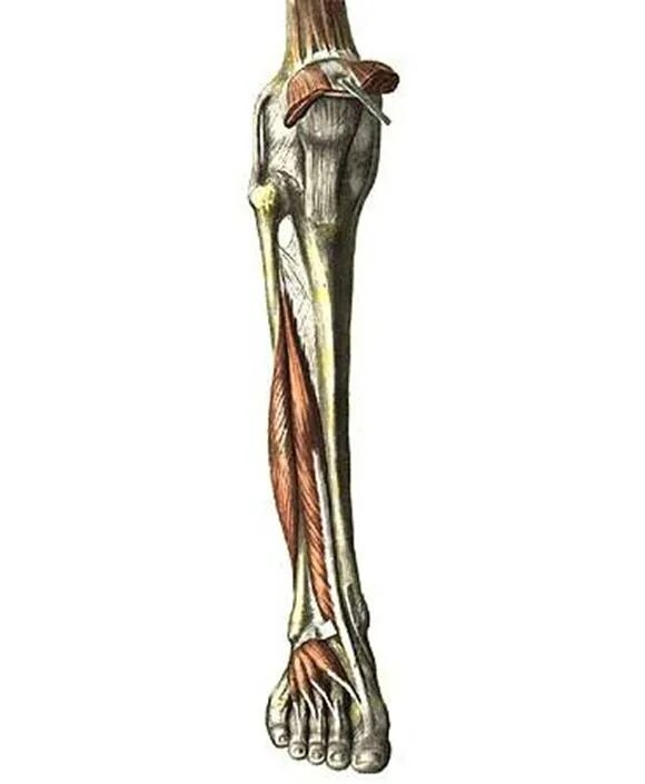 Длинный сгибатель стопы. Длинная малоберцовая мышца анатомия. Длинная и короткая малоберцовая мышца. Короткая малоберцовая мышца анатомия. Длинный разгибатель пальцев стопы анатомия.