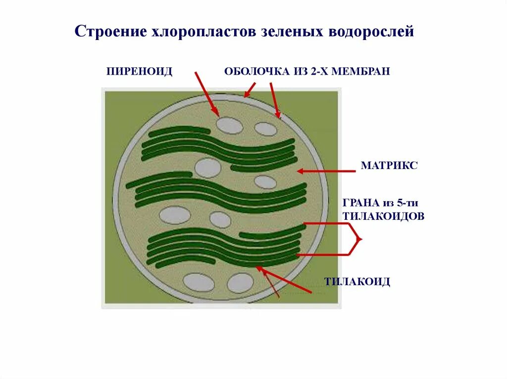 Хлоропласты зеленых водорослей