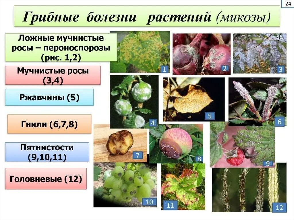 Инфекционные заболевания грибы. Грибные болезни растений. Заболевания вызываемые грибами. Возбудители заболеваний растений. Грибковые заболевания культурных растений.