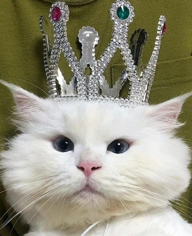 Кошка в короне. Кошечка с короной. Котик с короной. Коты-короли tokuhiro kawai. Ирусан король котов.