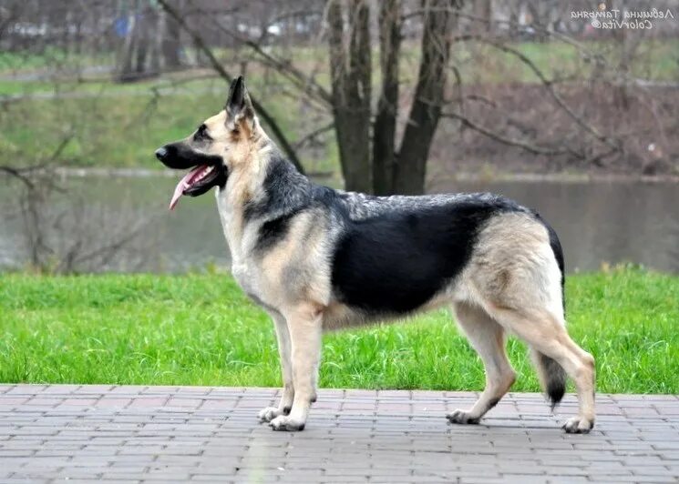 восточно-европейская овчарка самка. собака овчарка восточно европейская. вео альбинос. вео альбар. европейская овчарка имена.