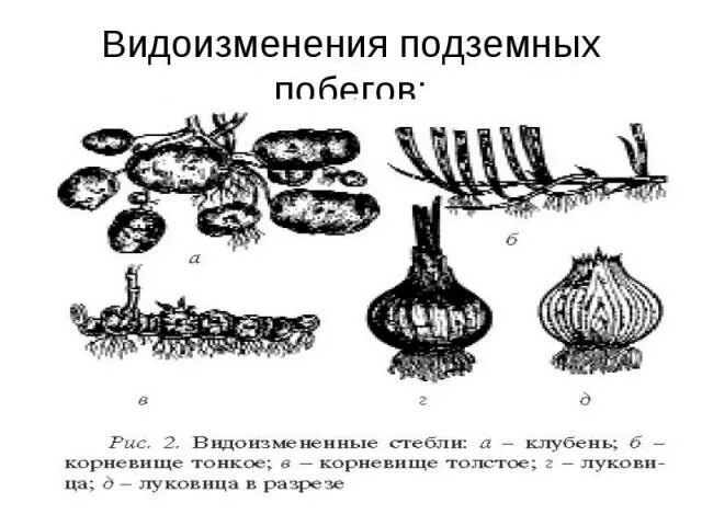 Видоизменение побегов 6 класс тест. Каудекс видоизменение побега. Видоизменения подземных побегов. Видоизменения стебля у подземных побегов. Видоизменение побегов корневище.