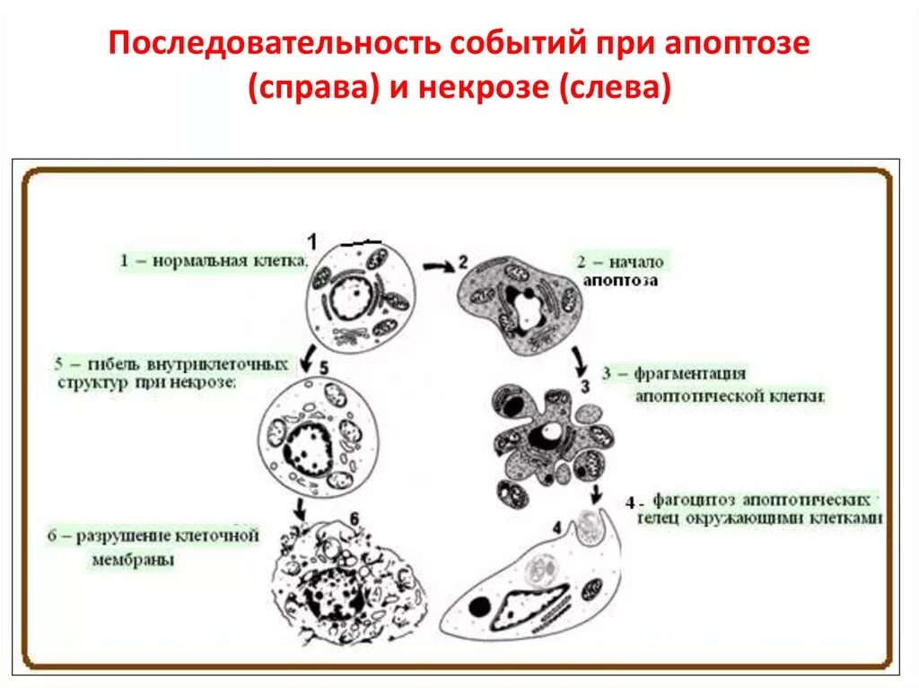 Морфологические изменения клеток. Изменение клетки при некрозе и апоптозе схема. Некроз ядра клетки. Изменение клетки при некрозе схема. Апоптоз и некроз схема.