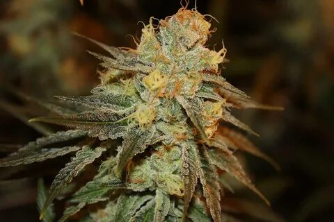 Bruce banner auto
