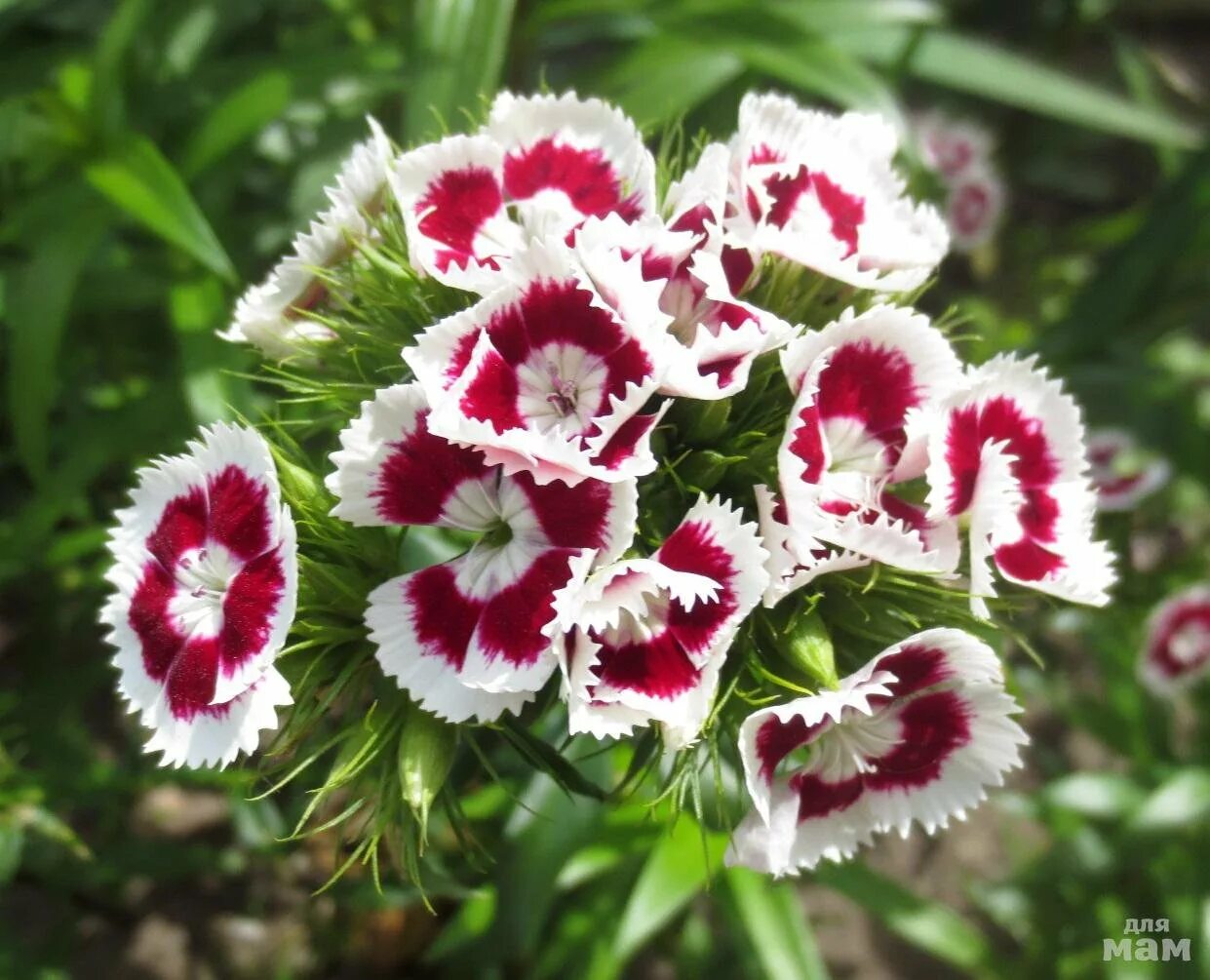 Гвоздика турецкая махровая. Гвоздика бородатая - Dianthus barbatus. Гвоздика турецкая Диабунда микс. Диантус, гвоздика (турецкая).