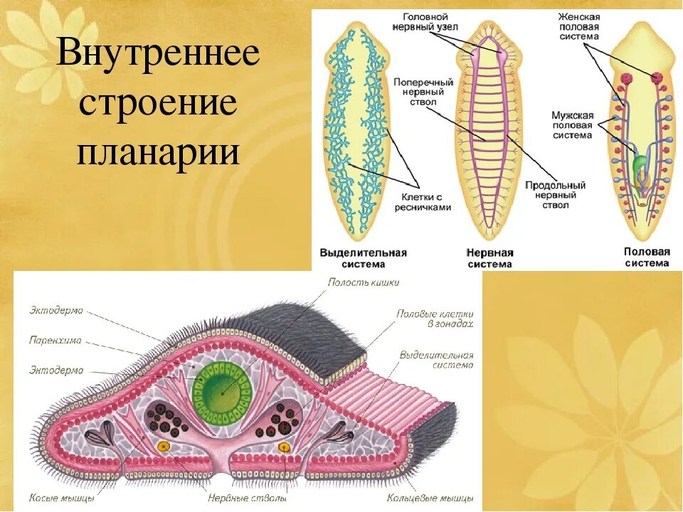 Внутреннее строение плоских. Протонефридии у планарии. Системы органов планарии. Молочная планария строение. Тип плоские черви строение планарии.