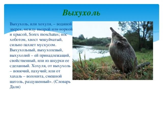 Текст песни раковая выхухоль страшный сон 2. Выхухоль хохуля. Виды выхухолей. Выхухоль. Кто такой выхухоль.