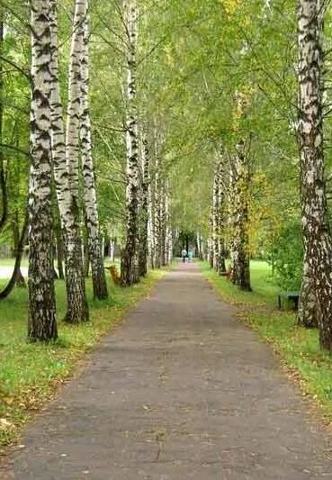 Дсол кд березовая роща. Дсол «берёзовая роща. березовая роща в иванове. лагерь берёзовая роща ивановская.