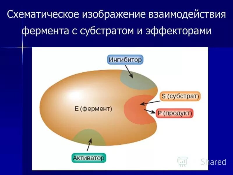 Эффекторы ферментов. Взаимодействие фермента с субстратом. Модели взаимодействия фермента с субстратом. Ферменты взаимодействие субстратом рисунок. Схематичная структура фермента.