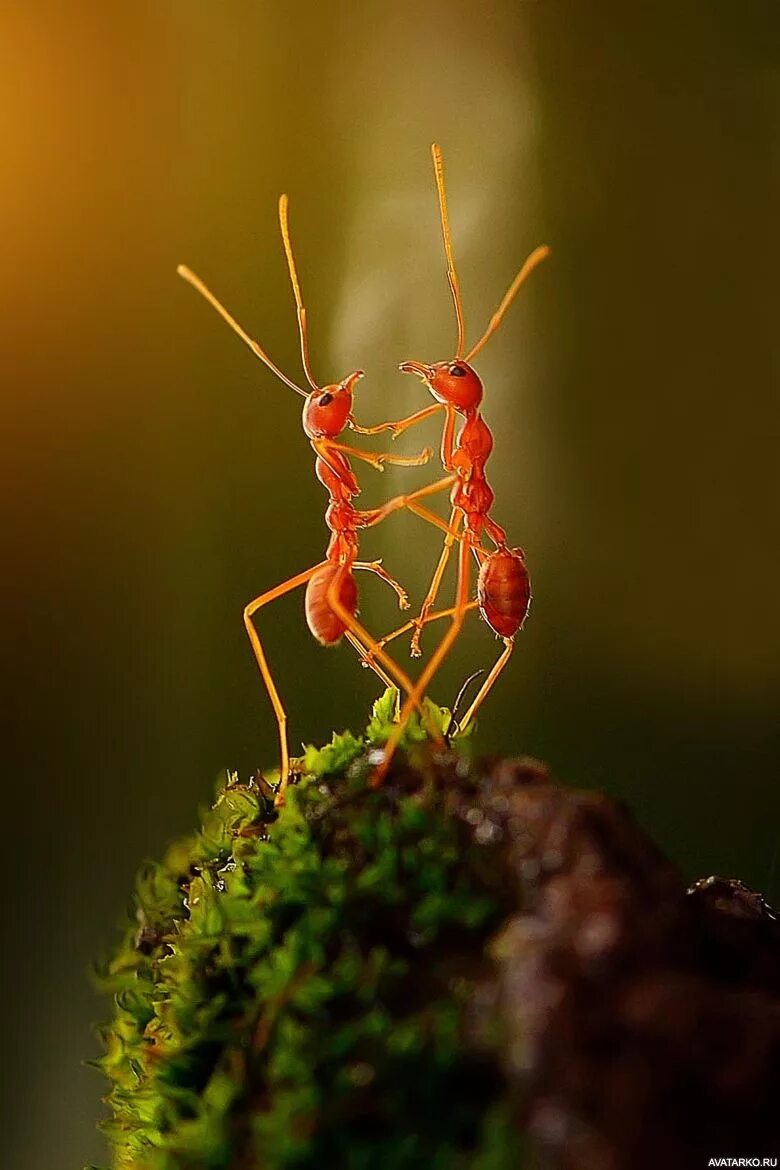 Муравей. Насекомые муравей. Красивый муравей. Макросъемка природа.