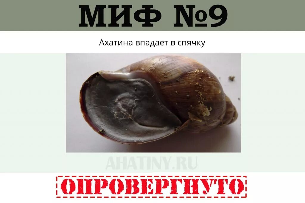 Спячка улиток ахатин. Улитки впадают в спячку. Ахатины впадают в спячку. Улитки ахатины впадают в спячку. Ахатина в спячке.