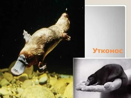 Как размножается утконос