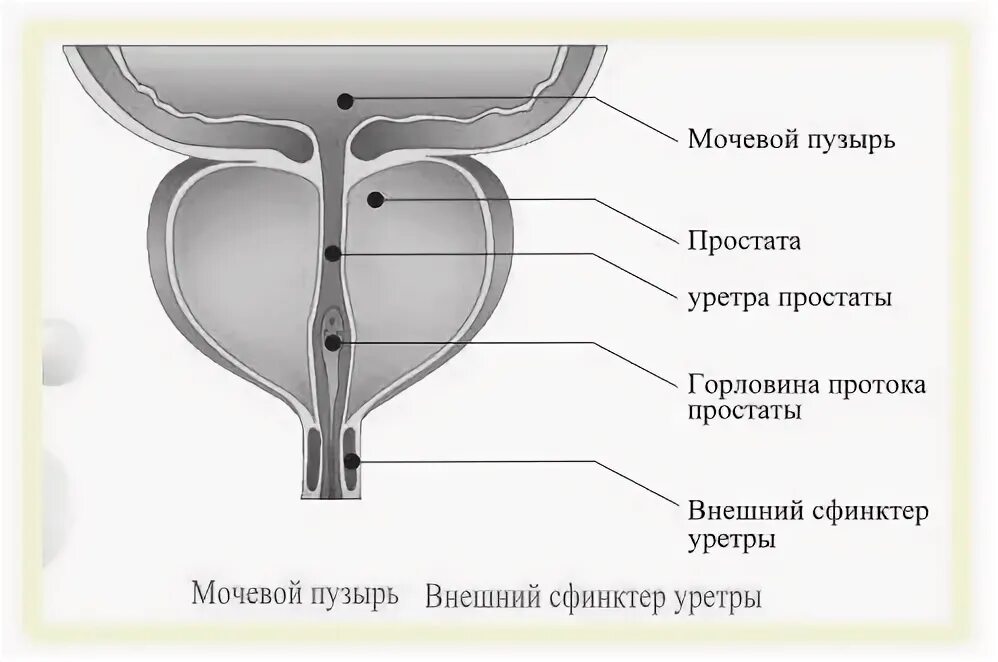 мужской мочеиспускательный канал анатомия. женский мочеиспускательный канал анатомия строение. сфинктеры мочеиспускательного канала. сфинктеры женского мочеиспускательного канала. сфинктеры мочеиспускательного канала.