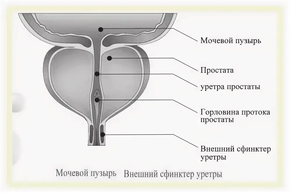 Наружный мочеиспускательный канал. Мочевой пузырь уретра анатомия. Функции сфинктера мочевого пузыря. Функции мочевого пузыря анатомия. Наружный сфинктер уретры у мужчин анатомия.