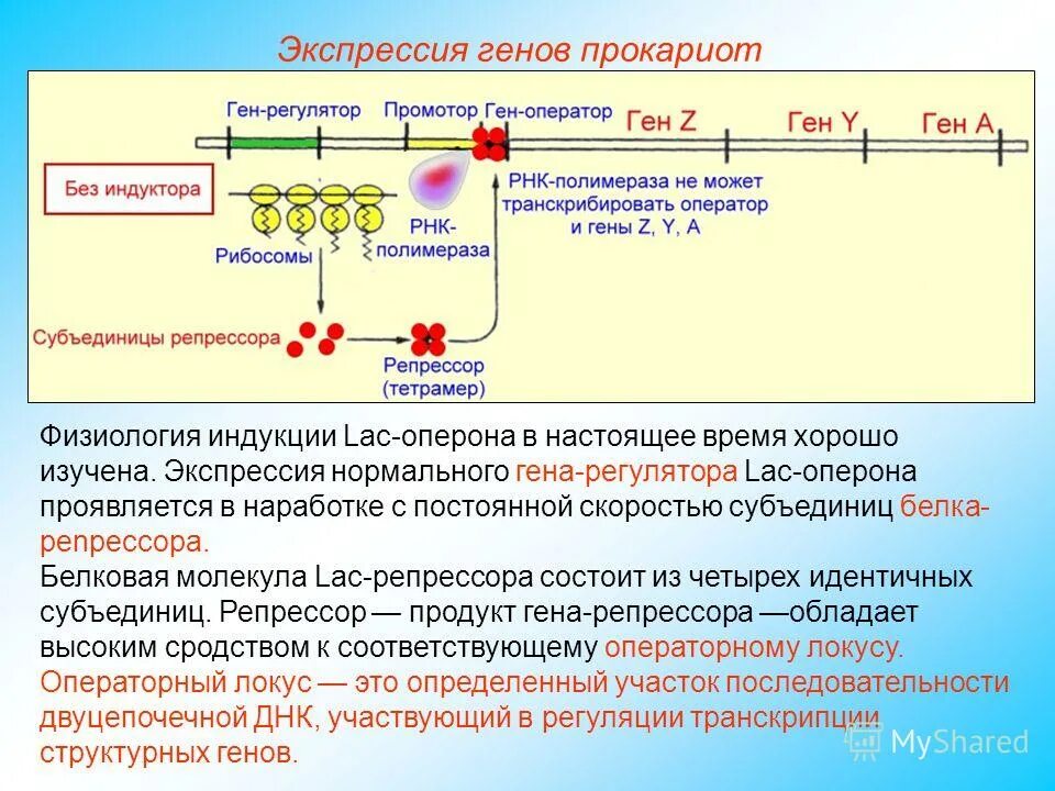регуляция экспрессии генов у прокариот оперон. экспрессия генов оперон. лактозный оперон индуктор. этапы синтеза рнк биохимия. функции генов лактозного оперона таблица.