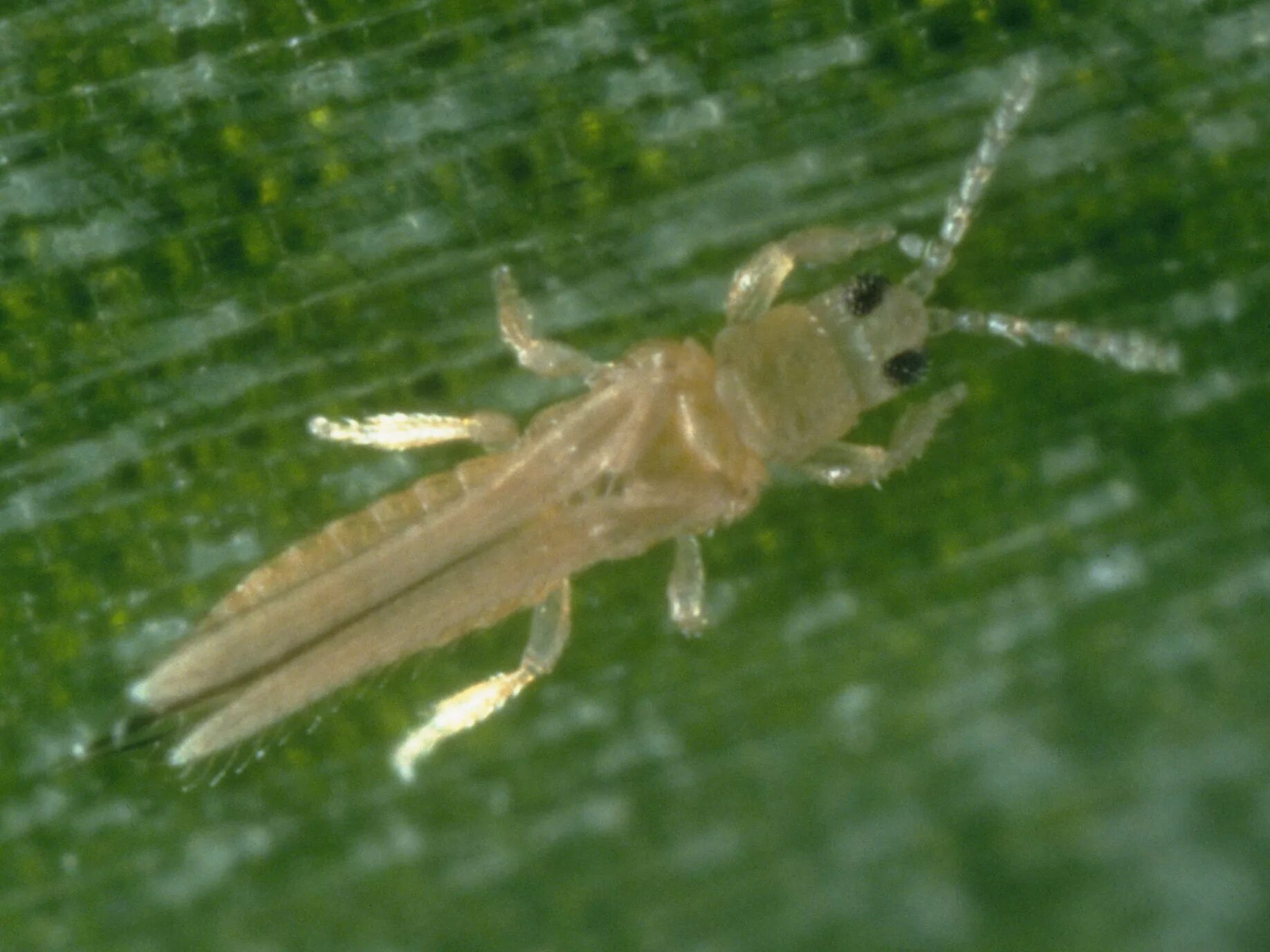 Трипс табачный Thrips tabaci. Западный калифорнийский цветочный трипс. Табачный Западный цветочный трипс. Западный цветочный трипс личинка.