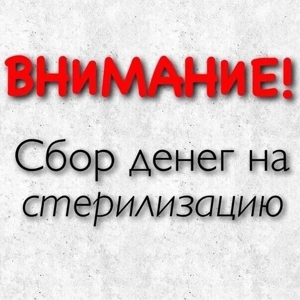 Родители отправили дочь на стерилизацию. Сбор средств на стерилизацию. Помогите на стерилизацию кошек. Помогите оплатить стерилизацию. Собираем на стерилизацию.